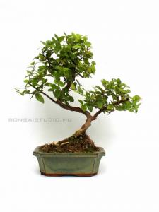 Sageretia theezans - Szagerécia 15S (15 cm-es tálban)