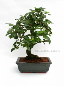 belteri bonsai szoba bonsai ficus ulmus carmona serissa es mas bonsaj fa kinalat rendelheto vasarlasi lehetoseg