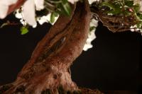 Rhododendron indicum 'Kaho', moyogi - 88cm-es bonsai