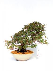 Rhododendron indicum 'Osakazuki' 21 cm-es bonsai