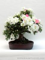 Rhododendron indicum 'Kaho', moyogi - 35cm-es bonsai}