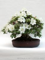 Rhododendron indicum 'Kaho', moyogi - 35cm-es bonsai}