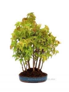 Acer buergerianum 22 cm-es bonsai