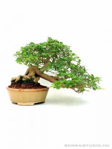 Premna japonica bonsai