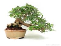 Premna japonica bonsai