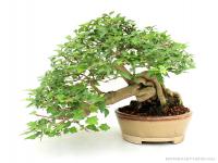 Premna japonica bonsai}