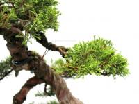 Juniperus chinensis  ' Itoigawa ' bunjin bonsai dobtálban}