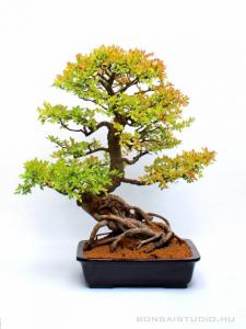 Kínai szil nagy méretű bonsai
