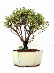 Tarkalevelű Ezercsillagfa bonsai 