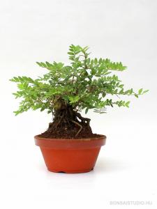 Loniceria nitida pre bonsai 01.