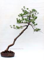Pinus parviflora yamadori bonsai előanyag 01.