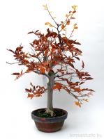 Fagus crenata bonsai alapanyag 01.