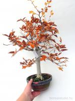Fagus crenata bonsai alapanyag 01.}