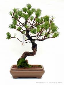 Pinus parviflora 17.