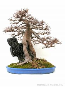 Acer buergerianum - japán bonsai sekijoju  stílusban