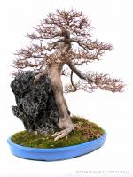 Acer buergerianum - japán bonsai sekijoju  stílusban