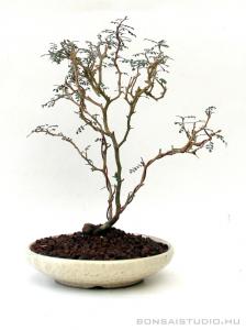 Sophora bonsai 04.
