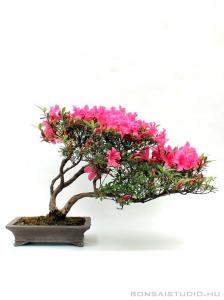 Rhododendron indicum 'Kinsai' - több törzsű bonsai