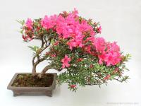 Rhododendron indicum 'Kinsai' - több törzsű bonsai