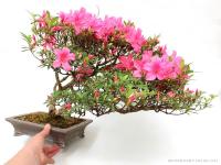Rhododendron indicum 'Kinsai' - több törzsű bonsai}