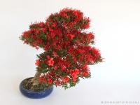 Rhododendron indicum 'Kinsai' - Satsuki azálea bonsai}