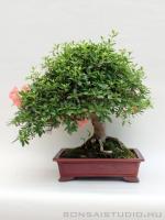 Rhododendron indicum - Japán azálea bonsai - 38cm}