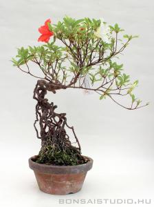 Rhododendron indicum pre bonsai 04.