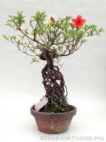 Rhododendron indicum pre bonsai 04.
