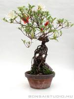 Rhododendron indicum pre bonsai 04.}