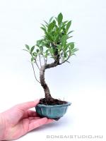Ficus retusa bonsai mázas tálban 06.