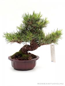 Pinus thunbergii shohin bonsai 09.
