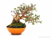 Lonicera sp. shohin bonsai