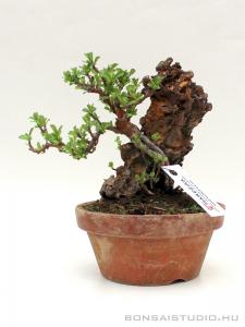Chaenomeles japonica shohin bonsai 03.