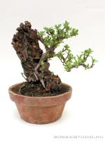 Chaenomeles japonica shohin bonsai 03.}