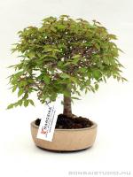 Zelkova serrata shohin bonsai 03.