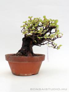 Viburnum dilatatum shohin bonsai 09.