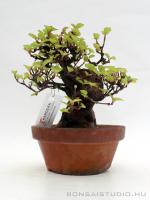 Viburnum dilatatum shohin bonsai 09.