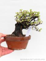 Viburnum dilatatum shohin bonsai 09.}