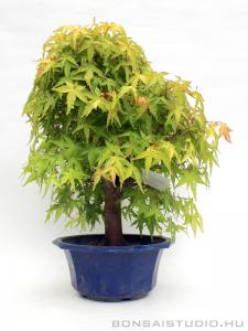 Japán juhar bonsai előanyag 04.