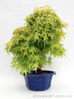 Japán juhar bonsai előanyag 04.
