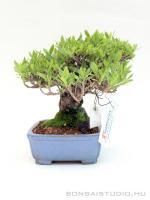 Gardenia jasminoides shohin bonsai 11.}