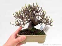 Gardenia jasminoides shohin bonsai 13.}