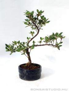 Azálea bonsai 02.