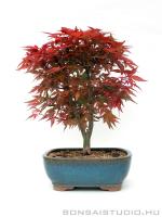 Acer palmatum - Japán juhar bonsai 23.