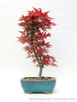 Acer palmatum - Japán juhar bonsai 26.