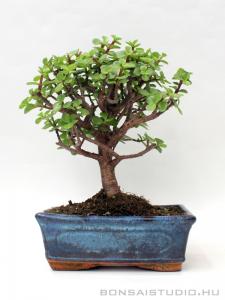 Portulacaria afra - Elefántcserje bonsai 20B (20 cm- es tálban)
