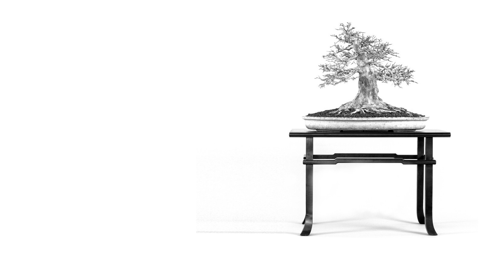 marczika, bonsai, acer, acer buergerianum, haromeru juhar, kaede, bonsai display, bonsai kert, kerteszet, bonsai garden, erd, hungary, japanese bonsai acer buergerianum bonsai kaede haromeru juhar