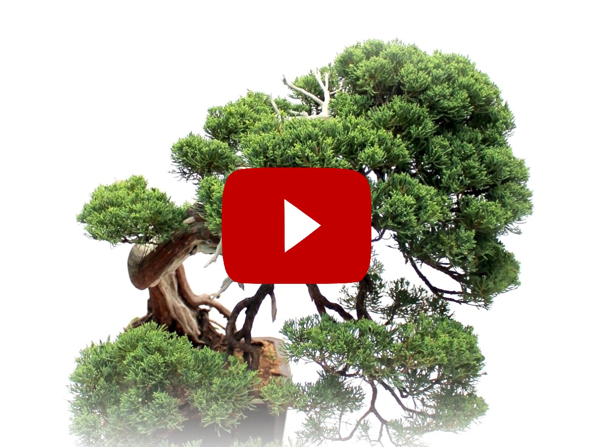 marczika bonsai studio bonsai video csatorna