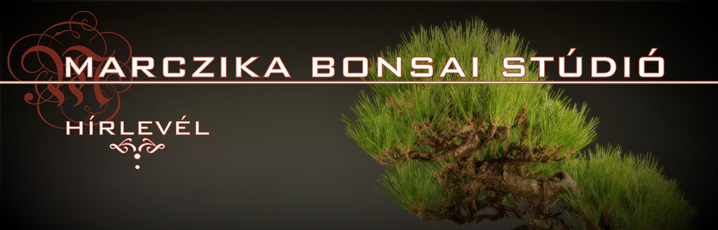 bonsai kerteszet erden studio munka a marczika bonsai studioban