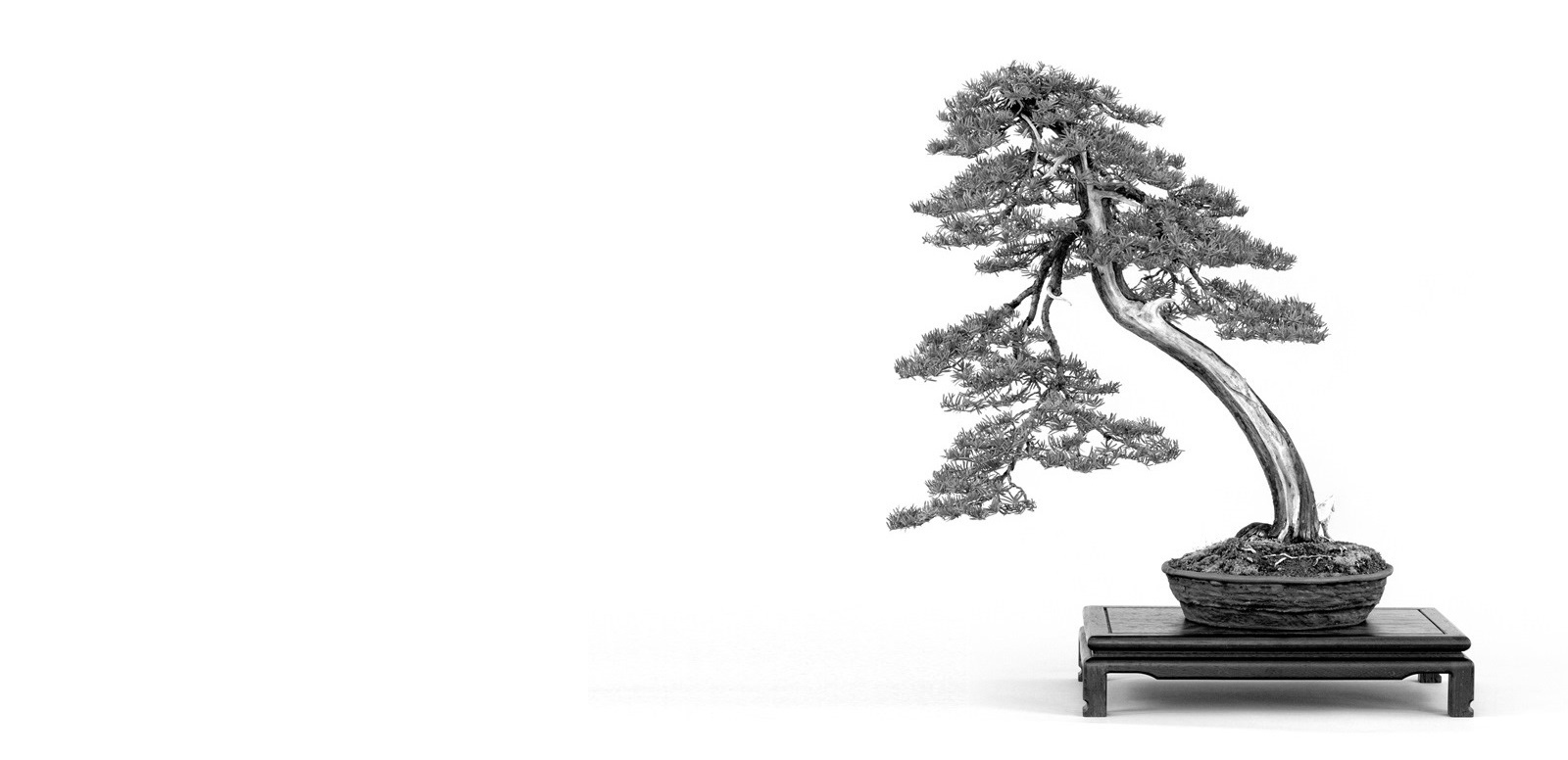 taxus, cuspidata, tiszafa, bonsai, high quality bonsai, marczika bonsai studio, erd, hungary, bonsai garden taxus cuspidata bonsai japanese literati from the marczika bonsai studio garden